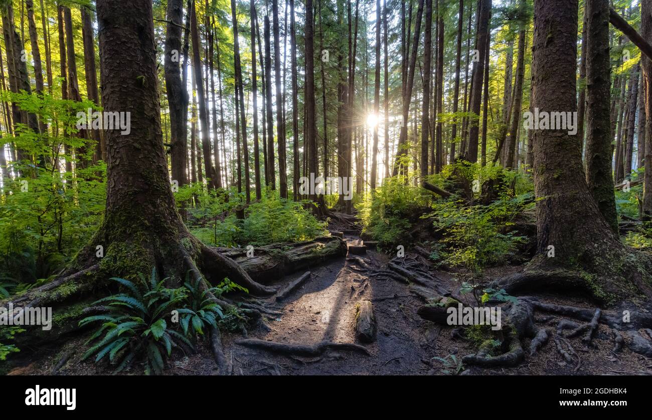 Hiking Path to Mystic Beach in the Vibrant Rainforest Stock Photo - Alamy