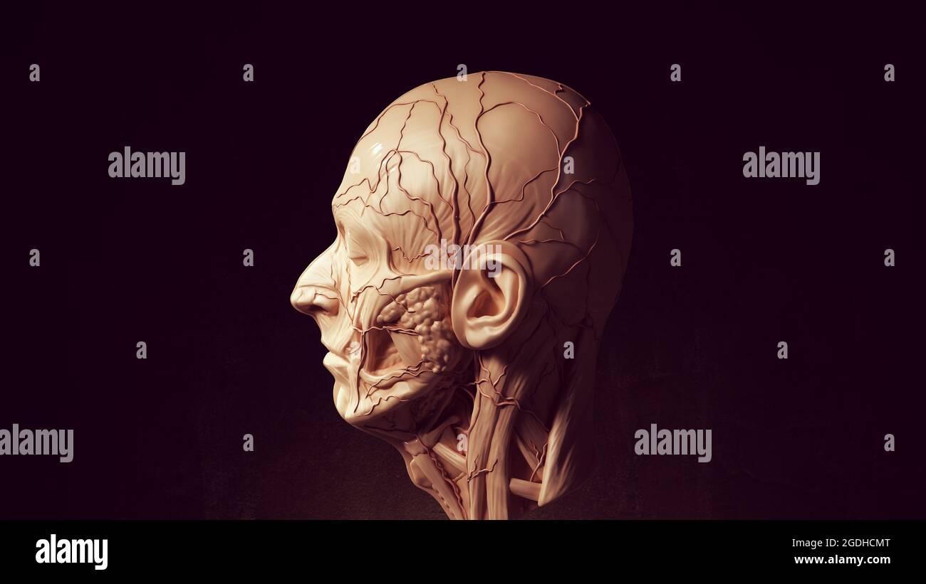 Human Ecorche Flayed Head Face Anatomical Musculature Display Halloween Sculpture Side View 3d illustration render Stock Photo