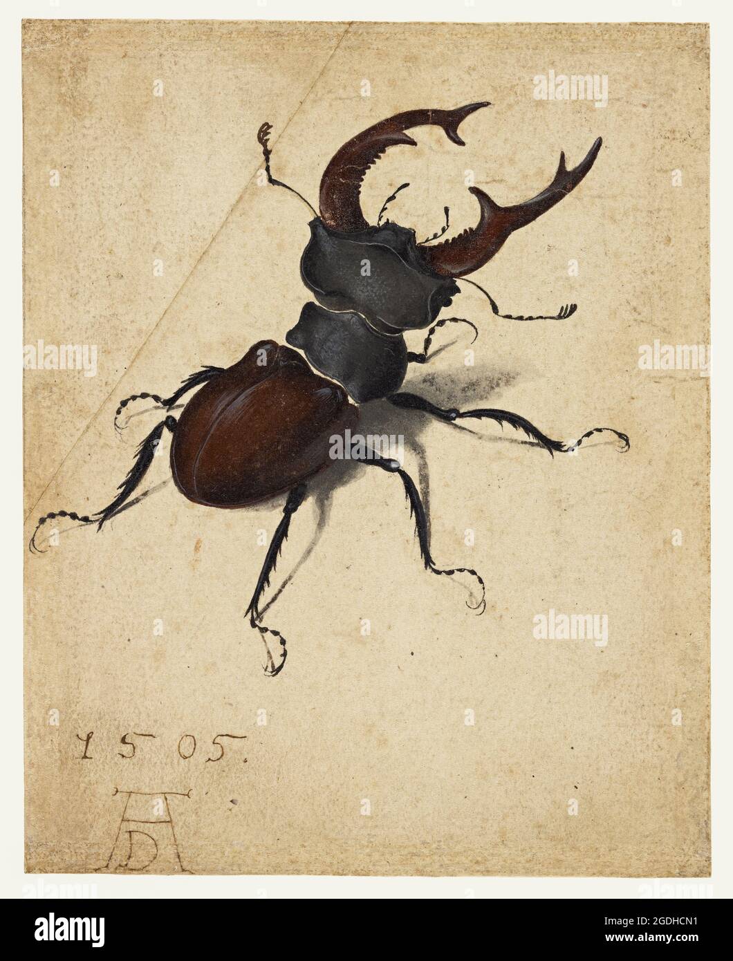 Albrecht Dürer – 1471-1528 – Stag Beetle; 1505 – Watercolor and gouache; United States Stock Photo