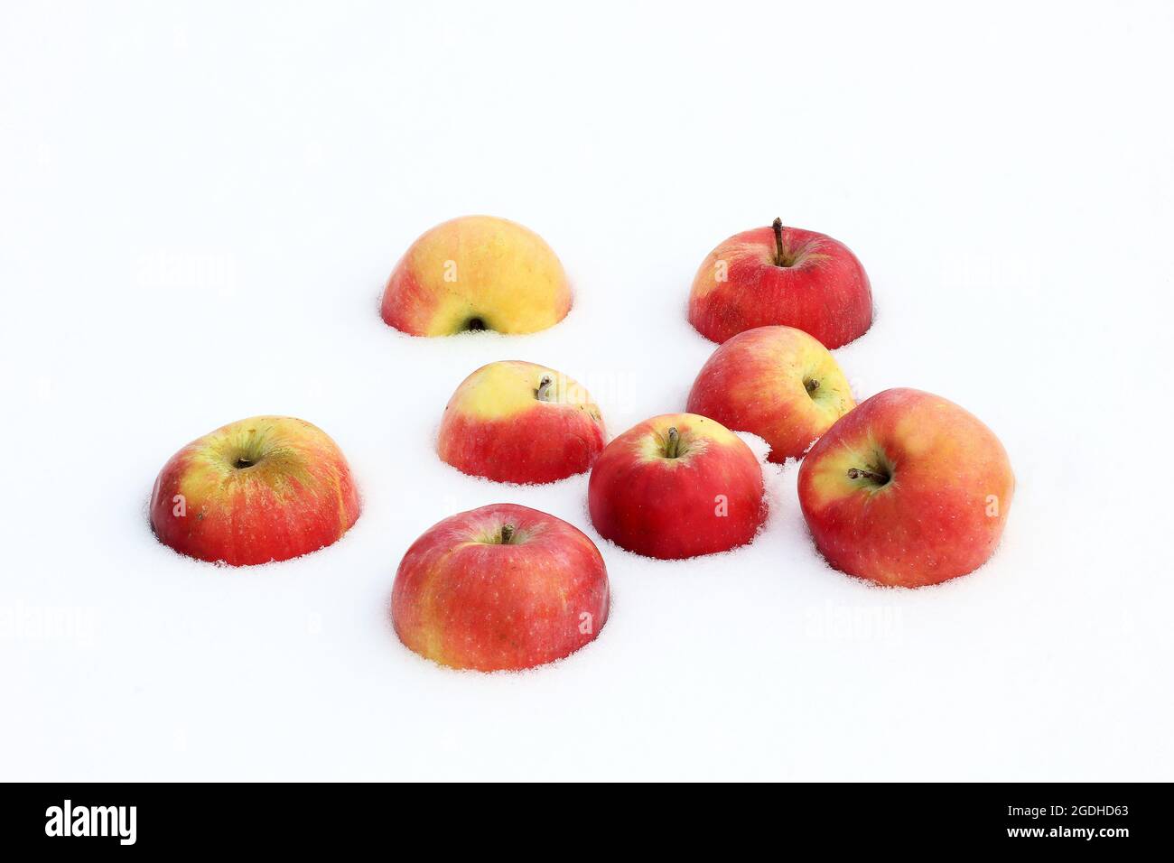 Red apples in the snow Stock Photo