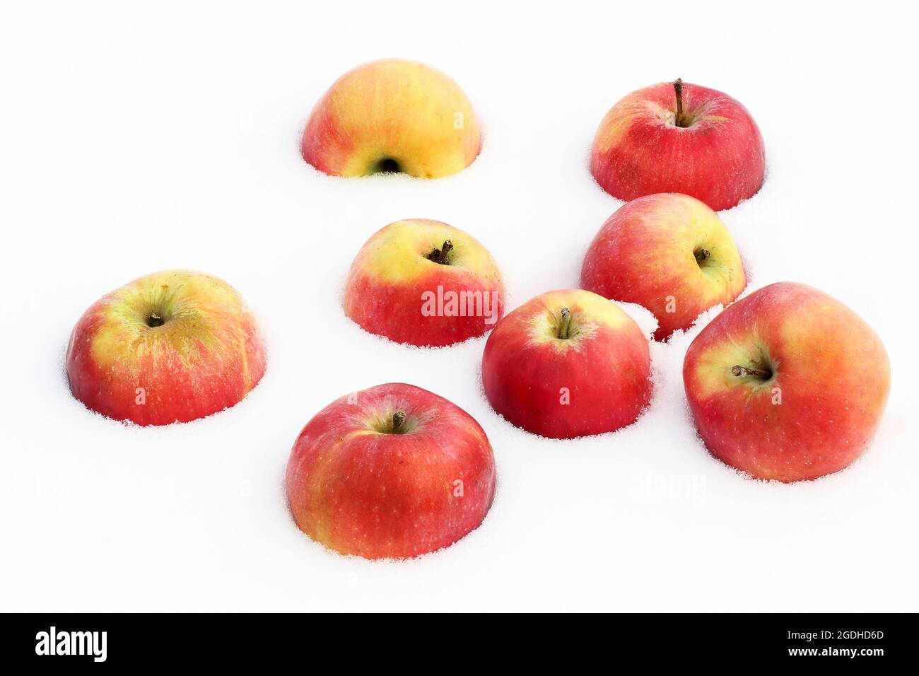 Red apples in the snow Stock Photo