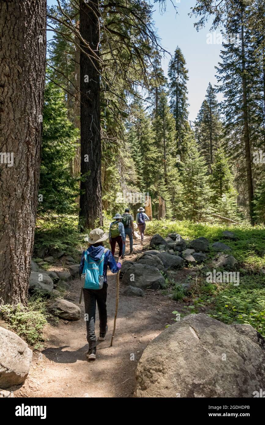A family of four hikes the Tokopah Falls Trail through a forest of