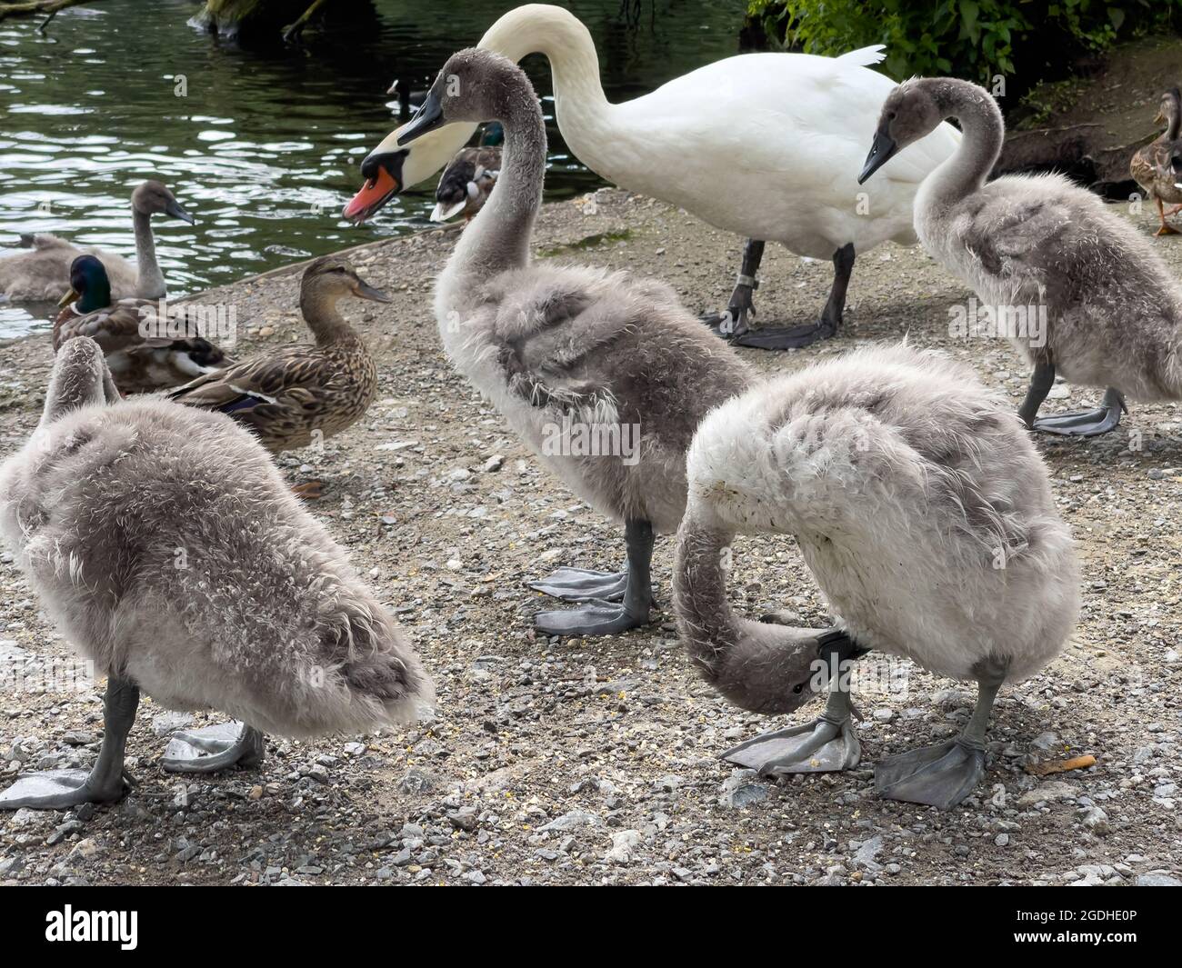 A flock of swans stands next to the water Stock Photo Alamy