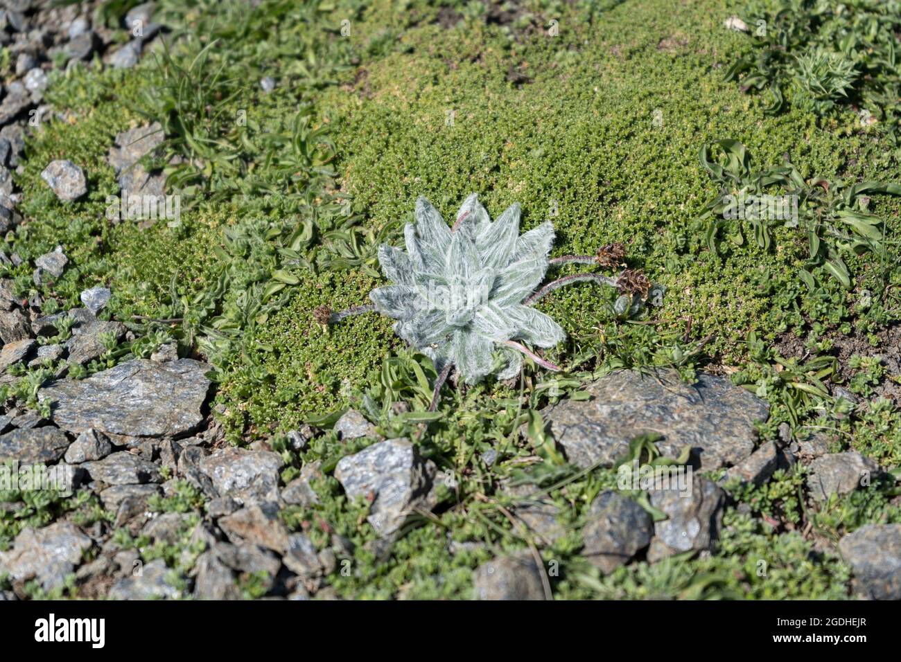 Plantago nivalis is a flowering plant in the family Plantaginaceae.Endemic plant of Sierra Nevada , Granada, Spain that grows exclusively above 3,000 Stock Photo