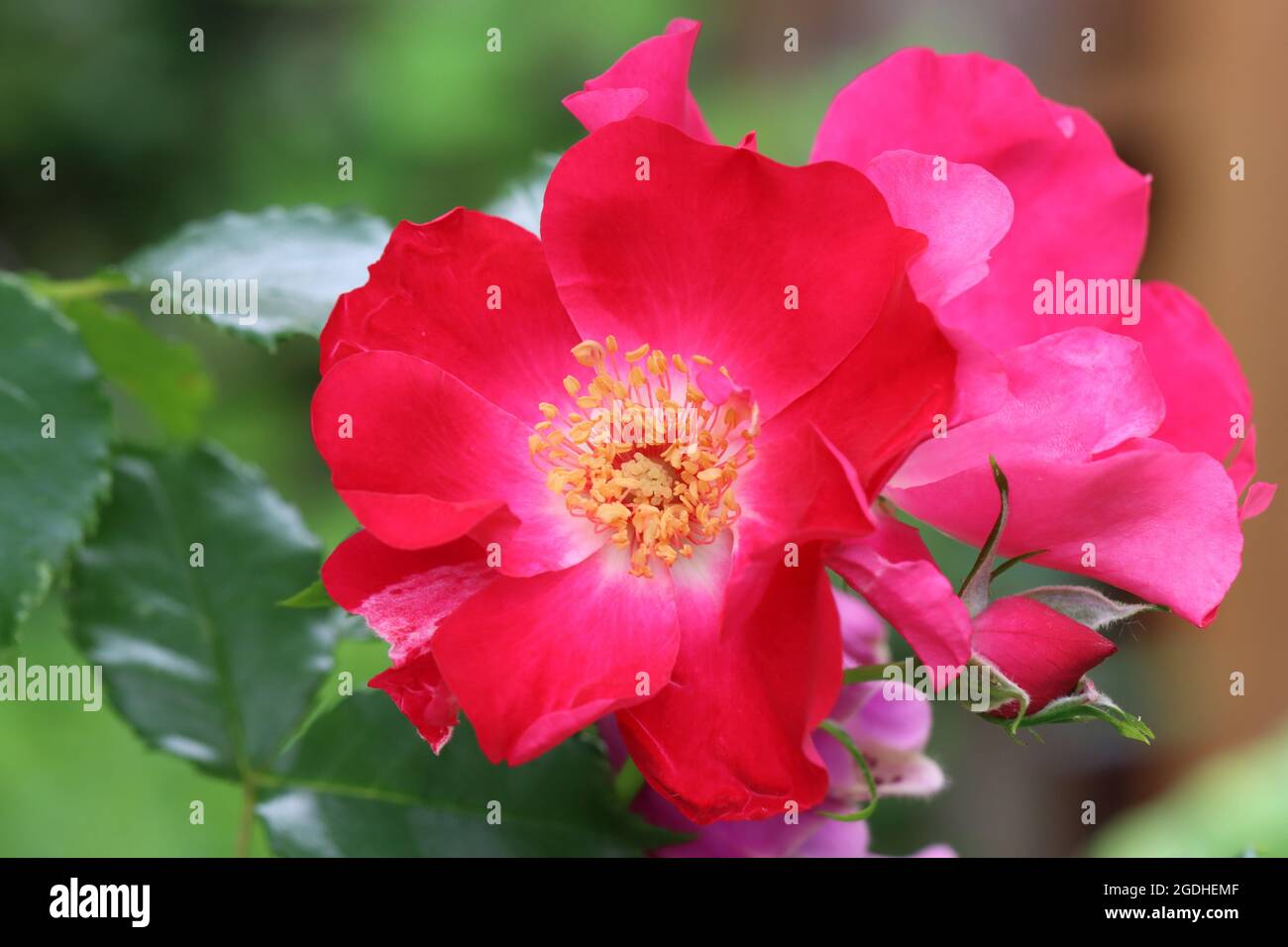 a pink rose blossom against a green natural background Stock Photo