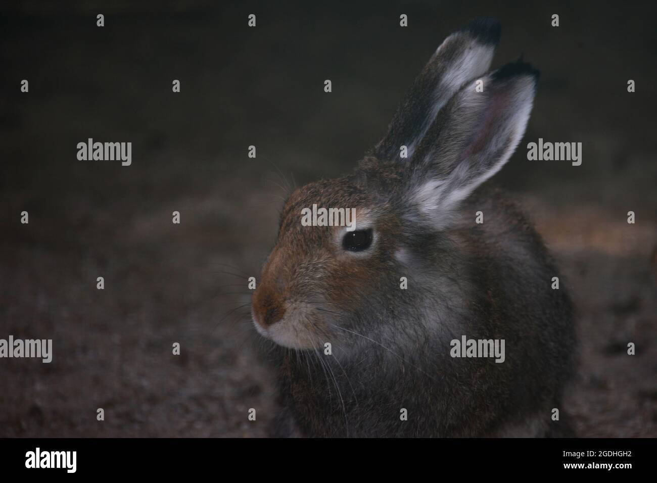 Zwergkaninchen / Dwarf rabbit / Oryctolagus cuniculus f. domestica Stock Photo