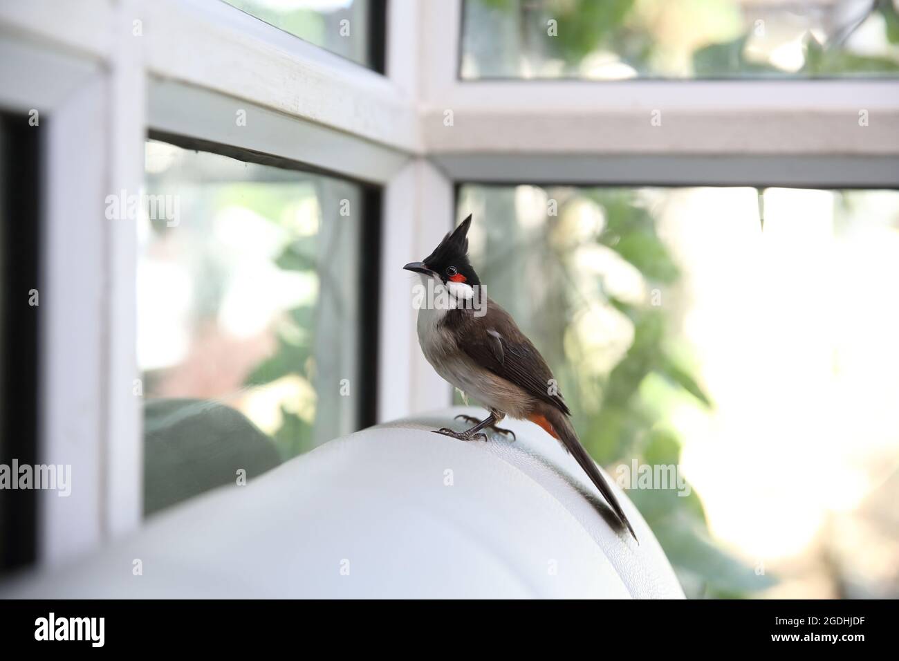Red whiskered bulbul bird in close up Stock Photo