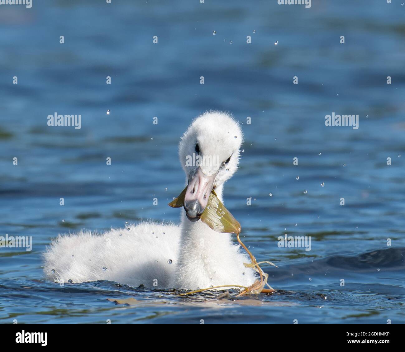Closeup shot of a young Whooper Swan eating broad-leaved pondweed Stock Photo