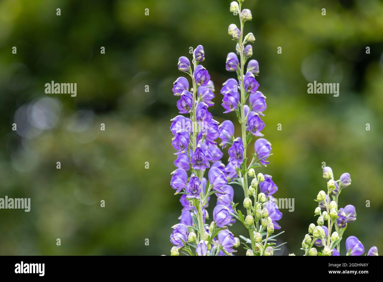 Close up of monks hood (aconitum napellus) flowers in bloom Stock Photo