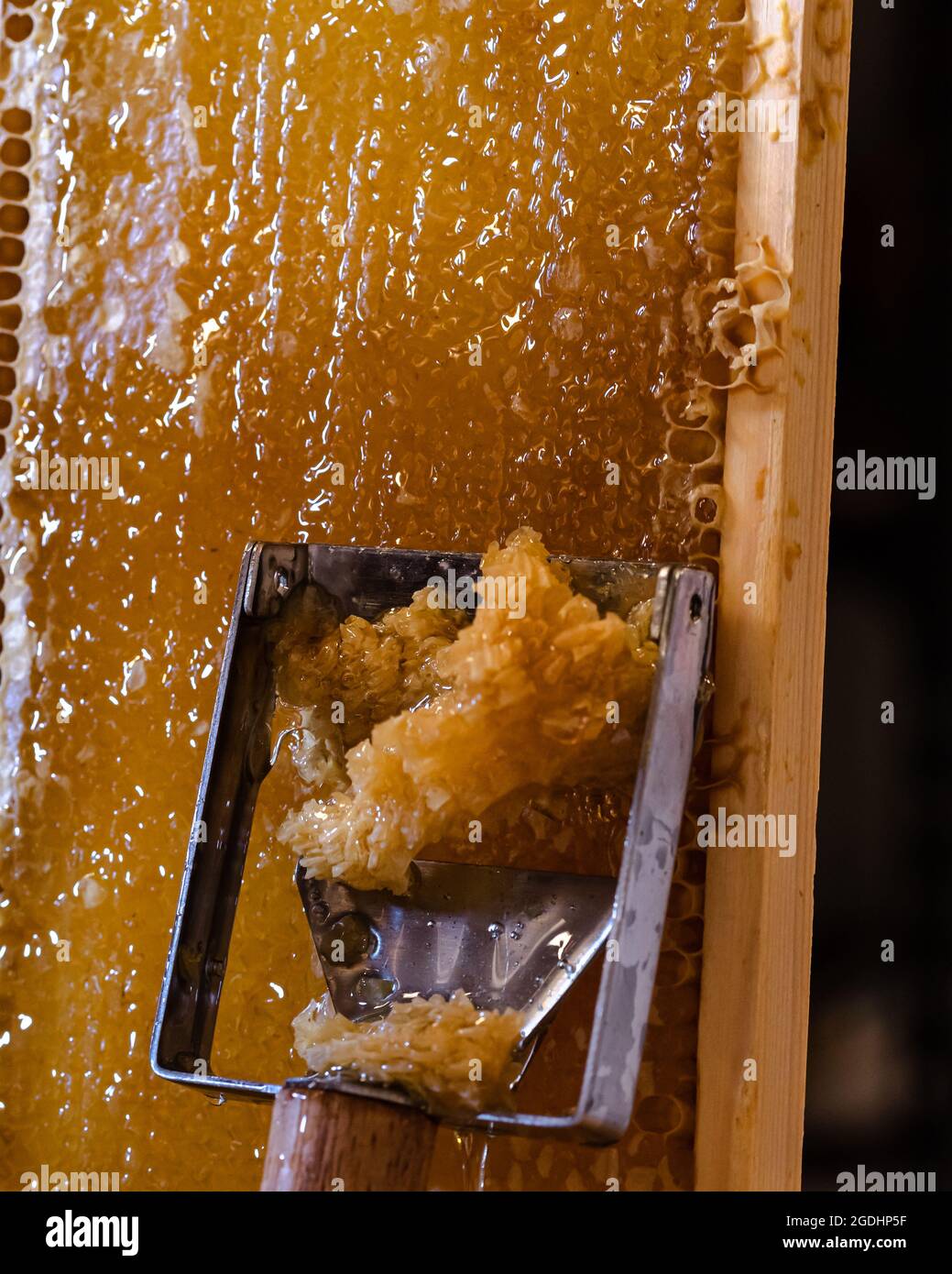 Honey Frame Being Uncapped for Harvest Stock Photo