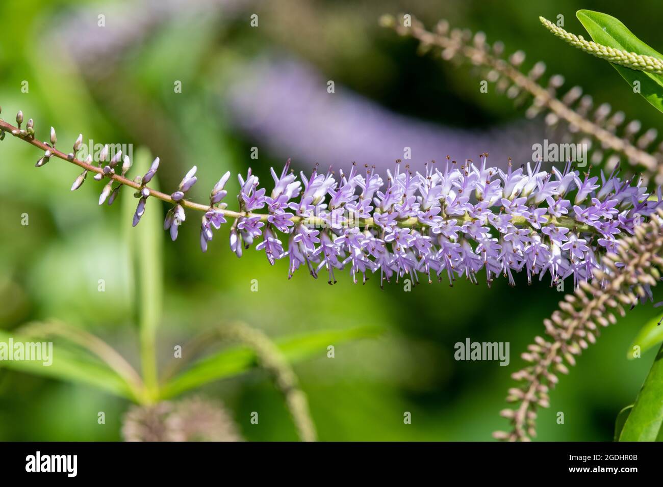Close up of flowers on a willow leaf hebe (veronica salicifolia) plant Stock Photo