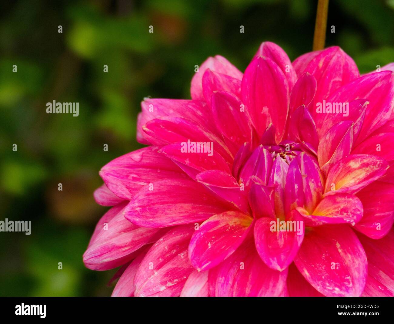 Close-up of a beautiful pink 'Scaur Swinton' dahlia flower in summer Stock Photo