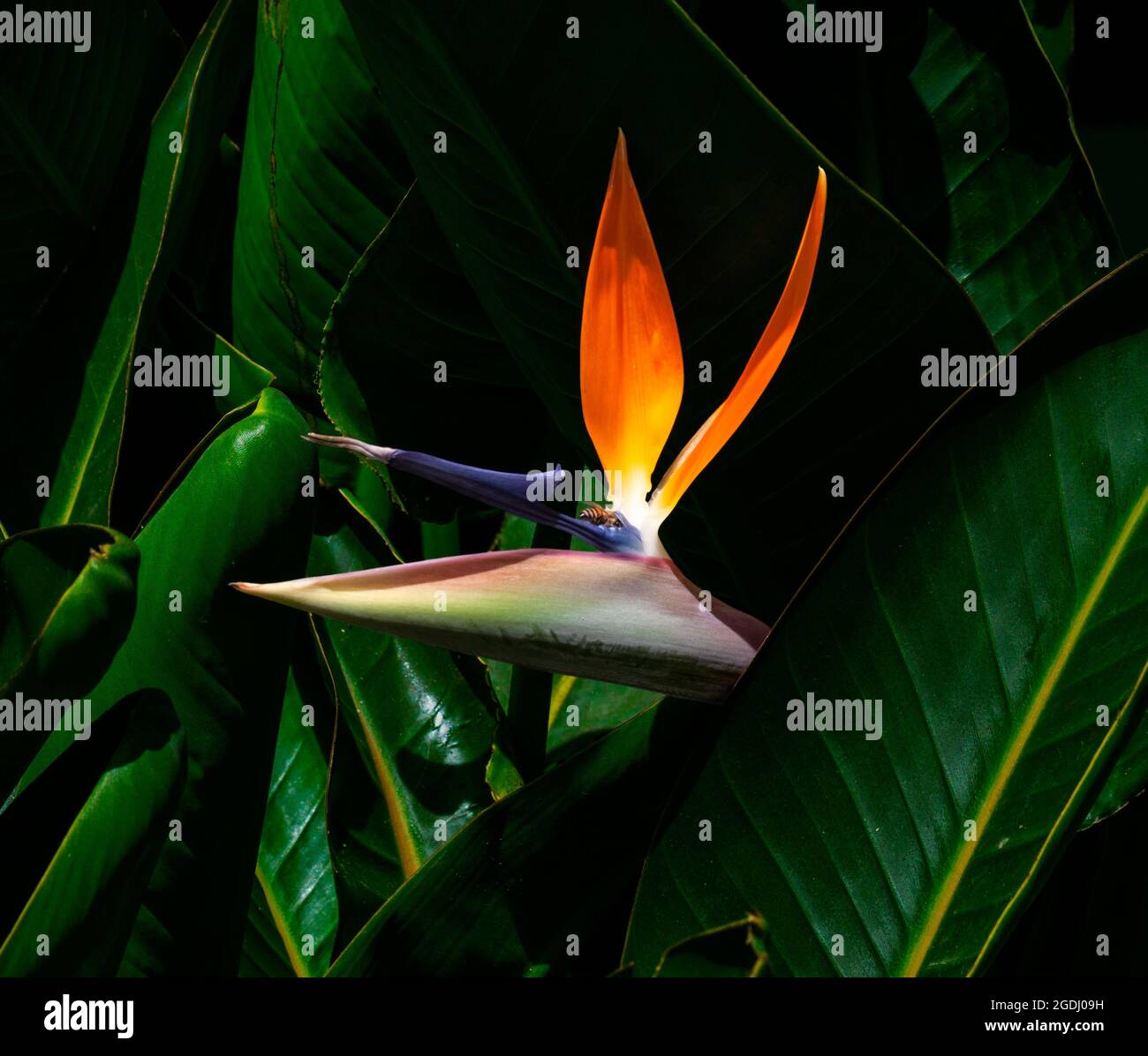colorful bird of paradise flower and a bee closeup against a dark green leaf background Stock Photo