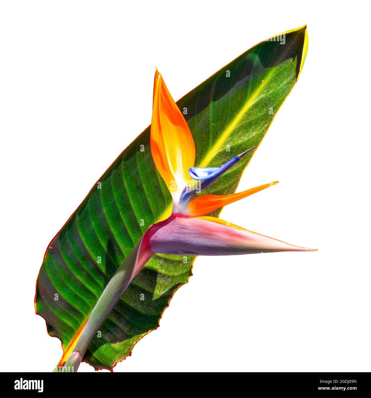 colorful bird of paradise flower and leaf on white background colorful bird of paradise flower colorful bird of paradise flower and leaf on white background colorful bird of paradise flower