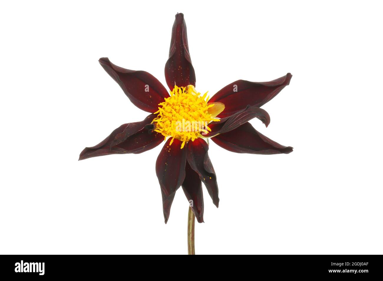 Star shaped dahlia flower with dark red petals and a yellow center