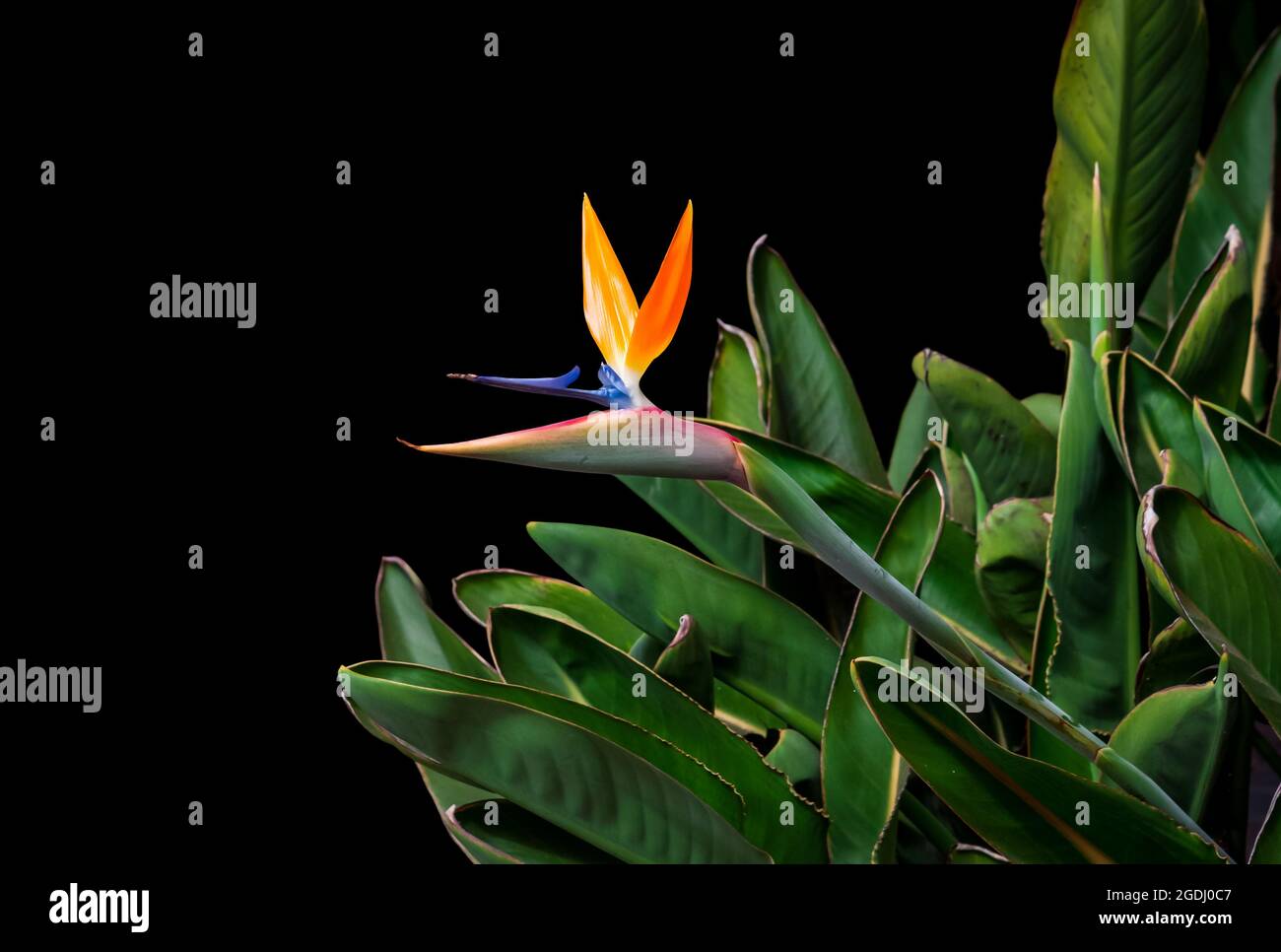 bird of paradise flower close up green leaves cutout isolated on black  background Stock Photo