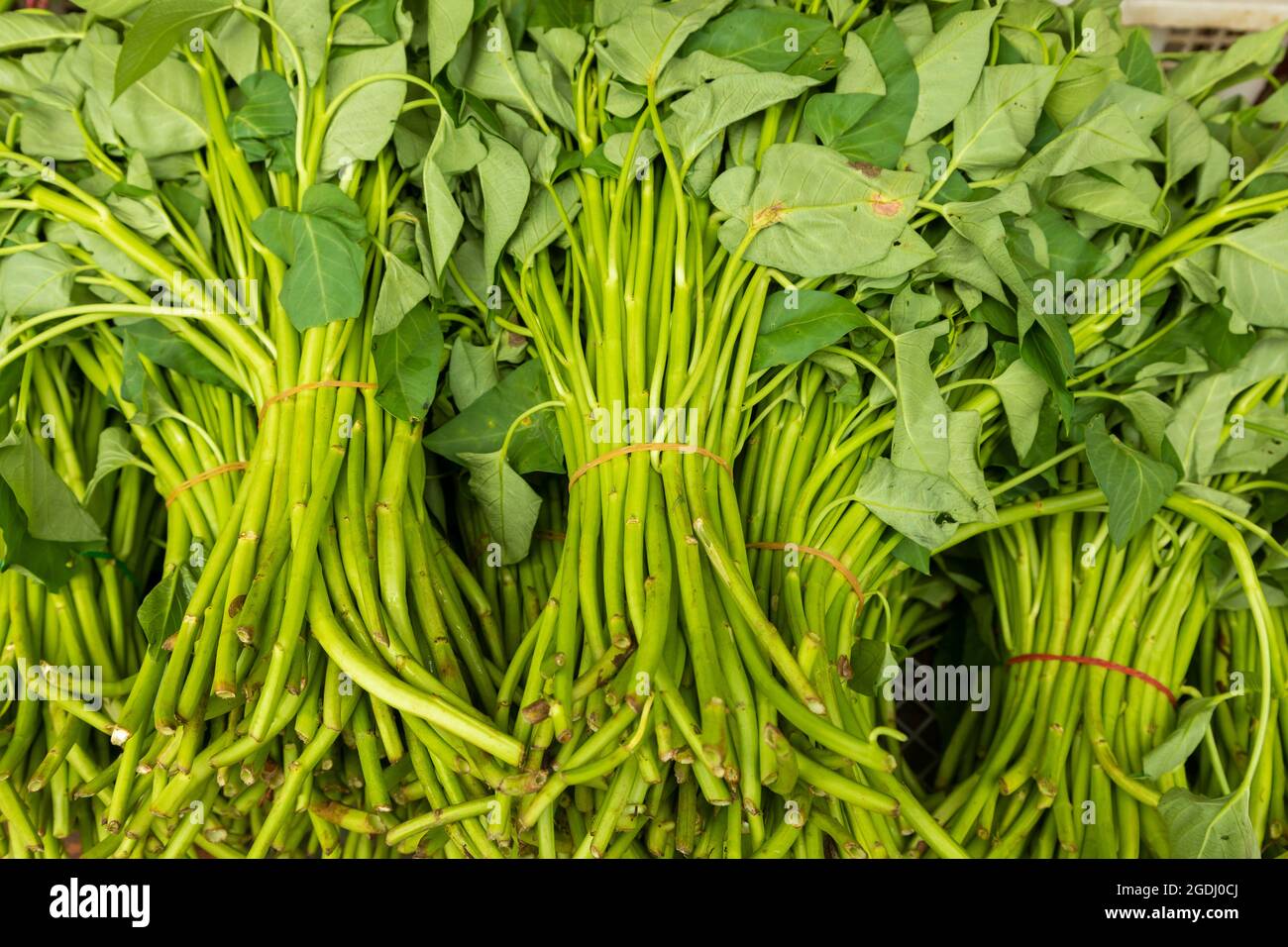 Asia spinach plants hi-res stock photography and images - Alamy