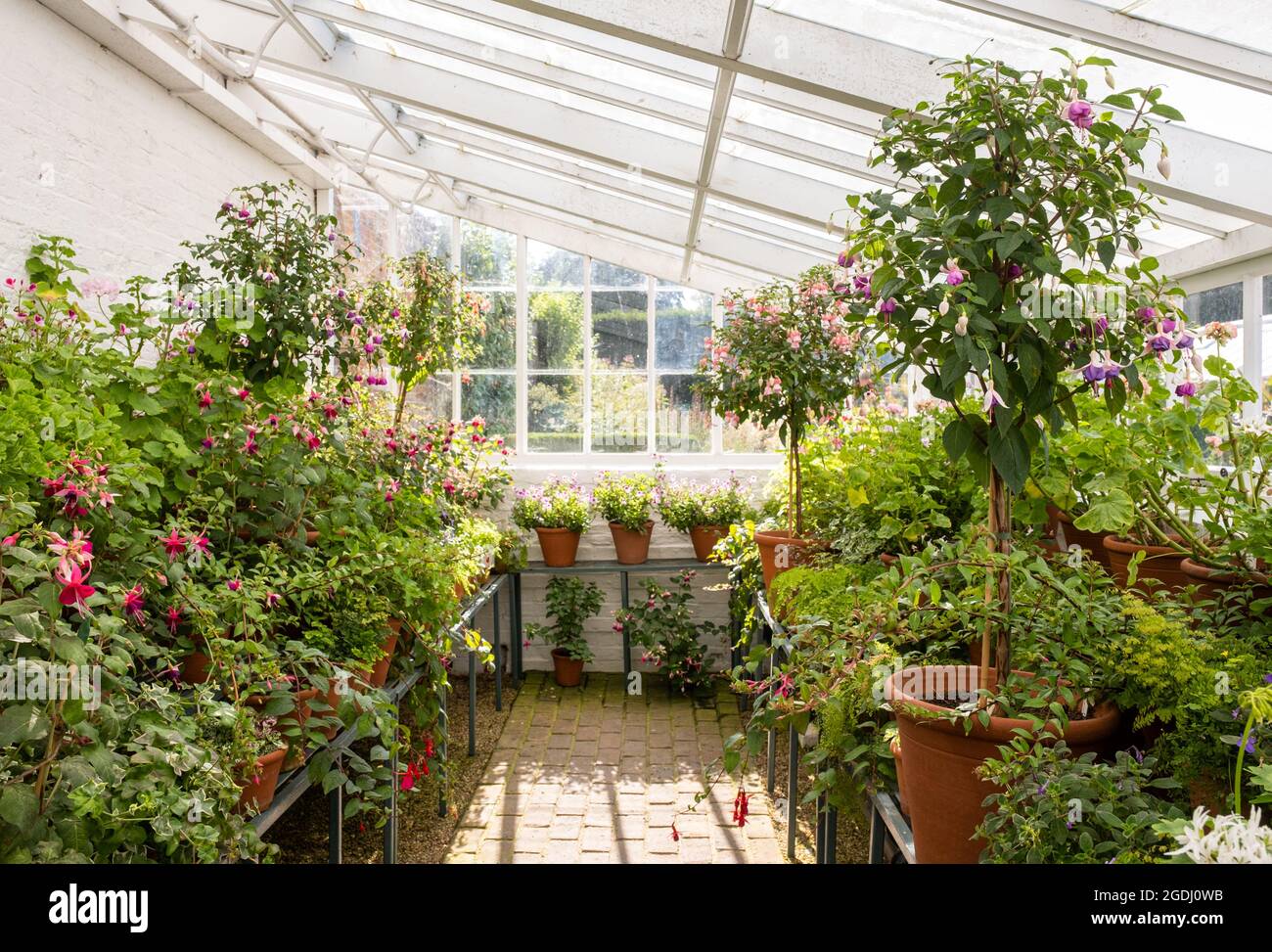 Fuschias growing in the Victorian greenhouses at West Dean gardens in West Sussex. Stock Photo