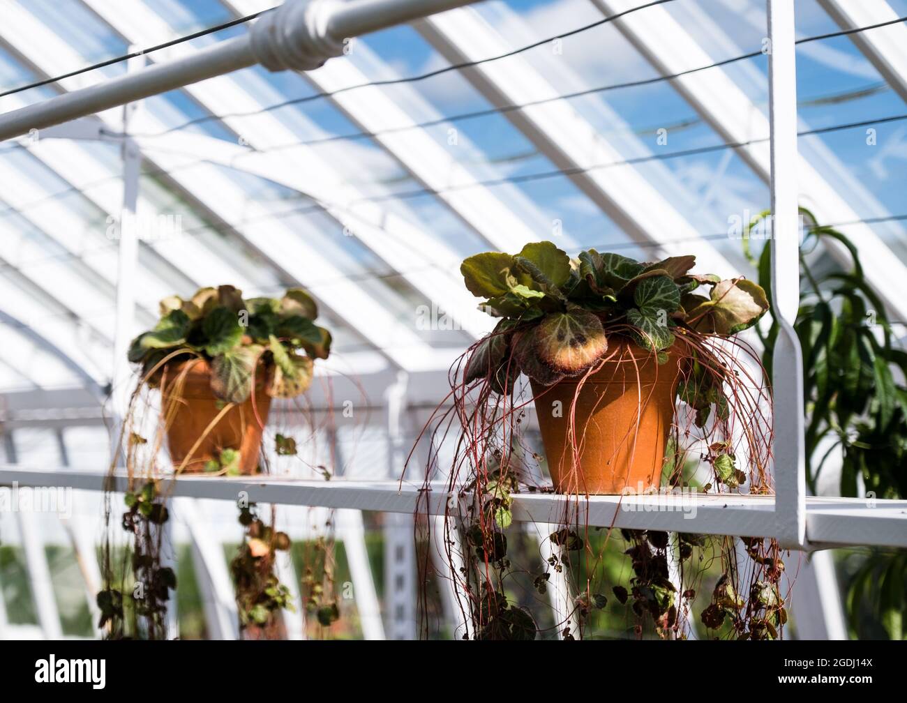 Potted plants growing in the Victorian greenhouses at West Dean gardens