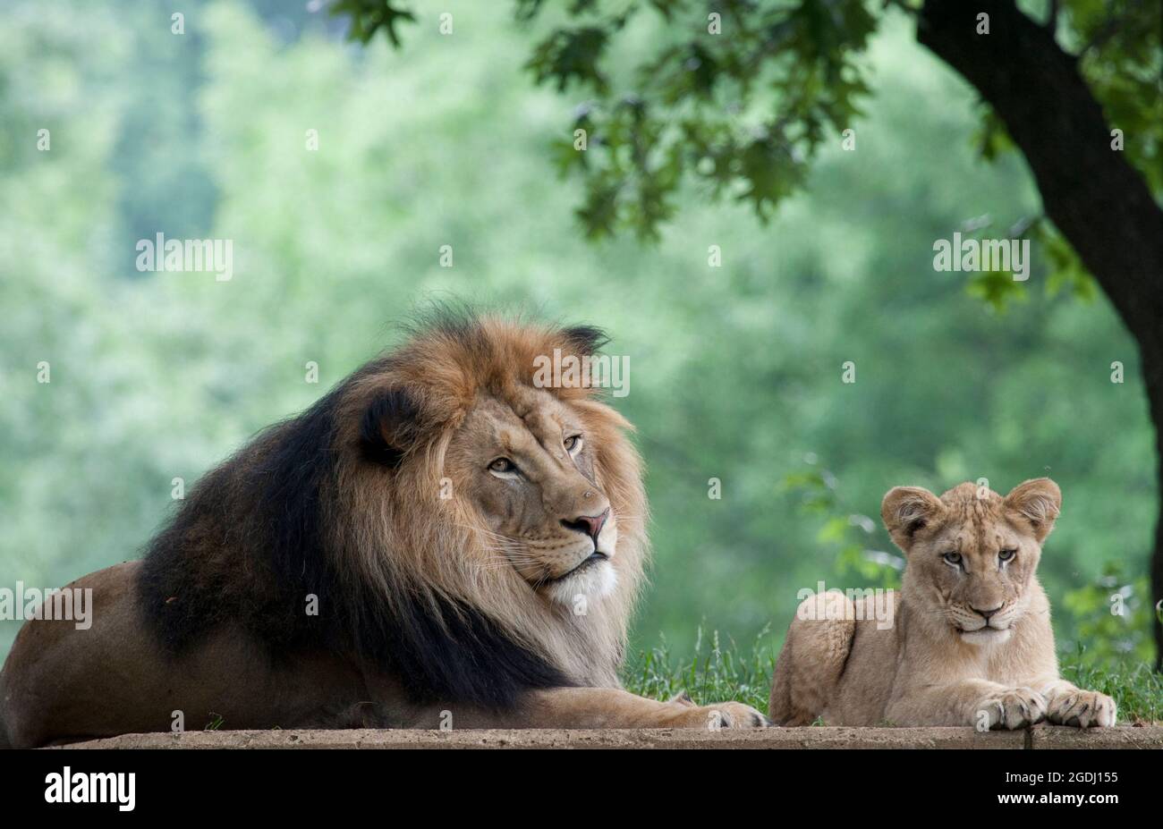 Tame lion hi-res stock photography and images - Alamy