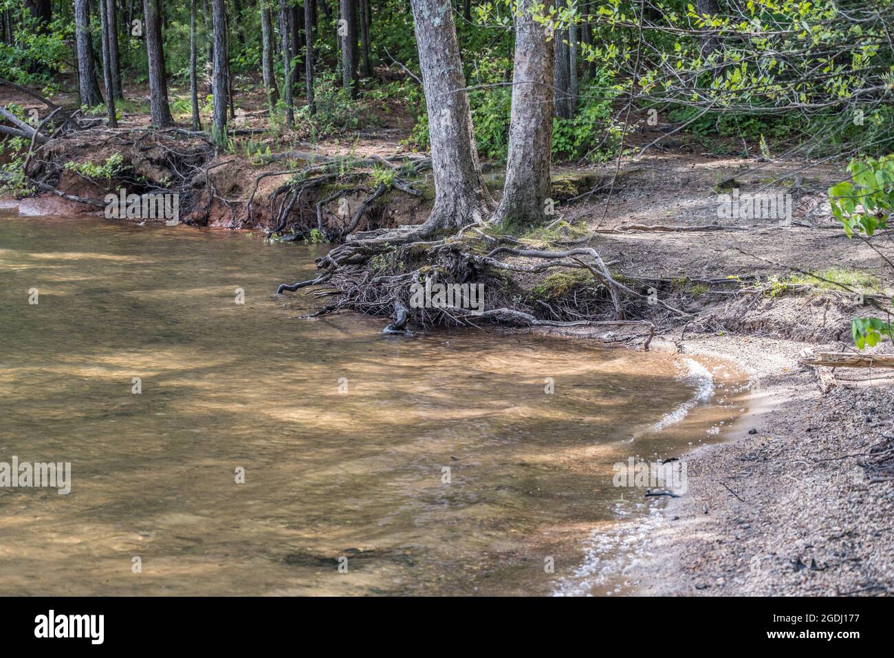 Severe erosion at the lake with low water levels exposing the tree roots along the trails in late springtime Stock Photo