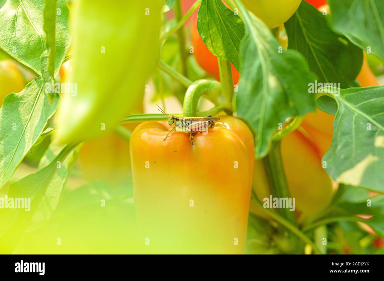Cricket on Pepper Stock Photo Alamy