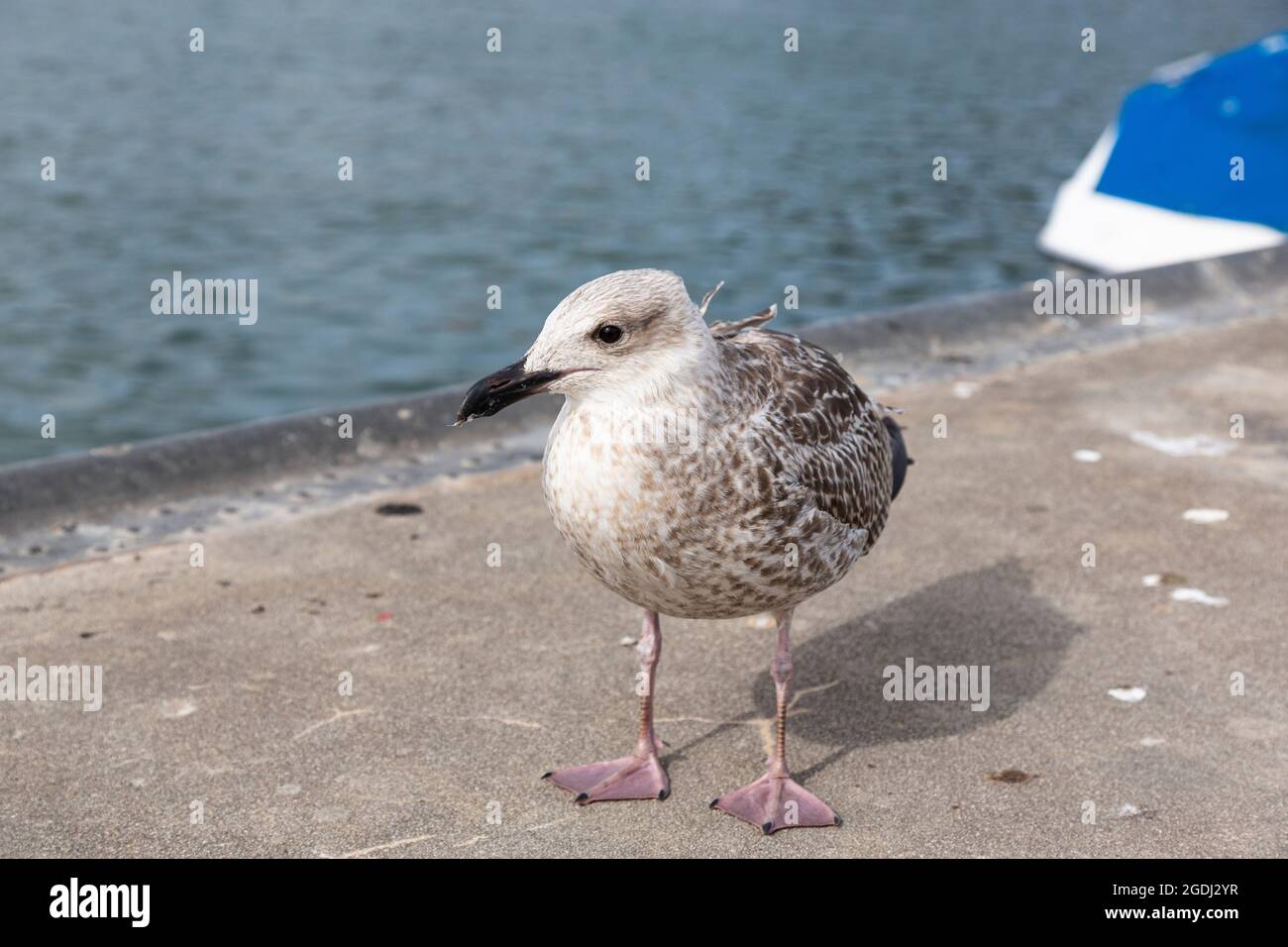 Juvenile plumage hires stock photography and images Alamy