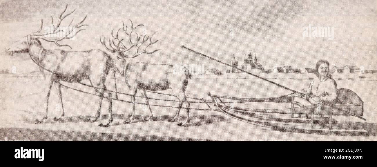 A team of deer in Siberia. Engraving of 1714. Stock Photo