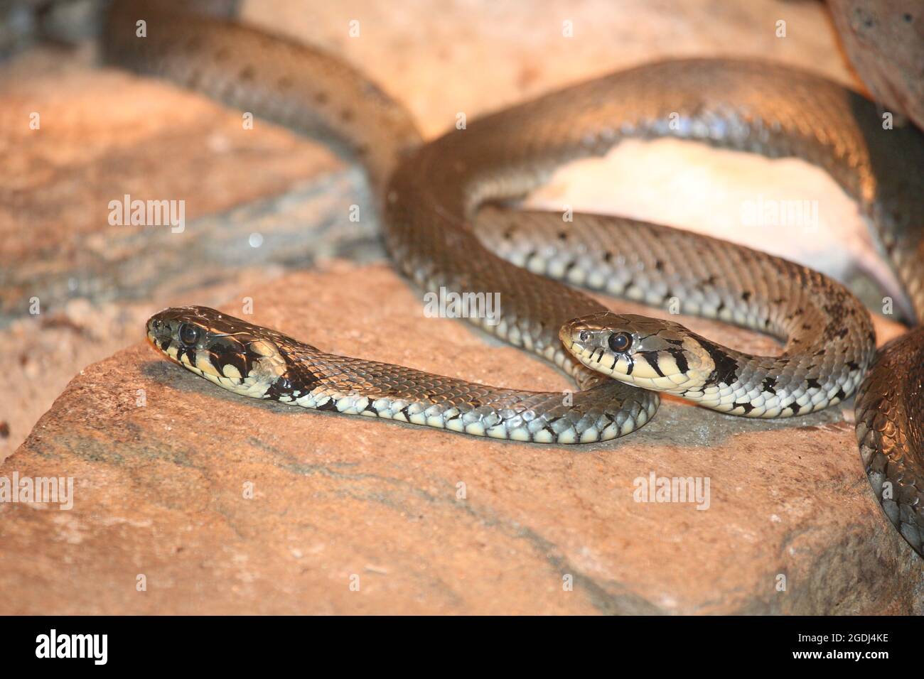 Ringelnatter / Grass snake / Natrix natrix Stock Photo