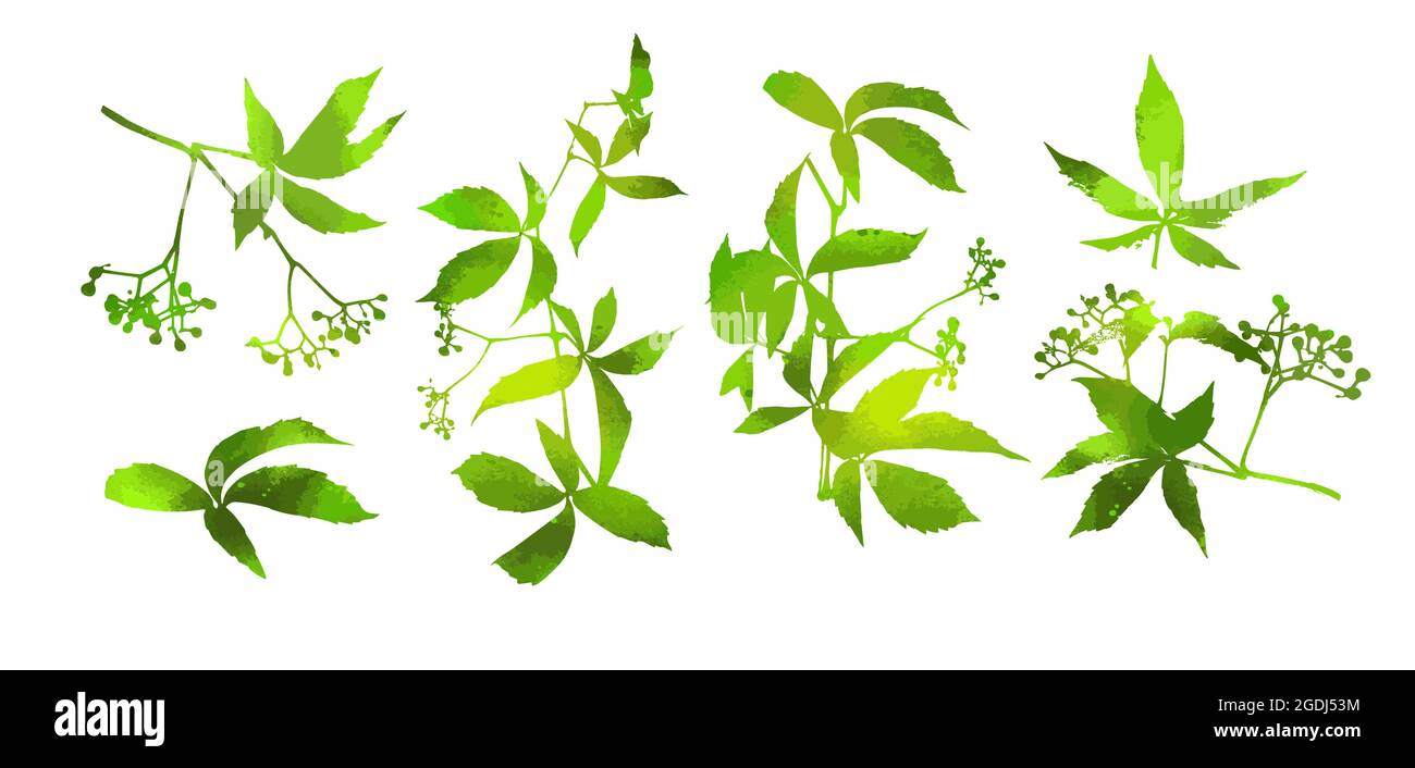Set of green leaves. Parthenocissus inserta. Vector illustration Stock Vector