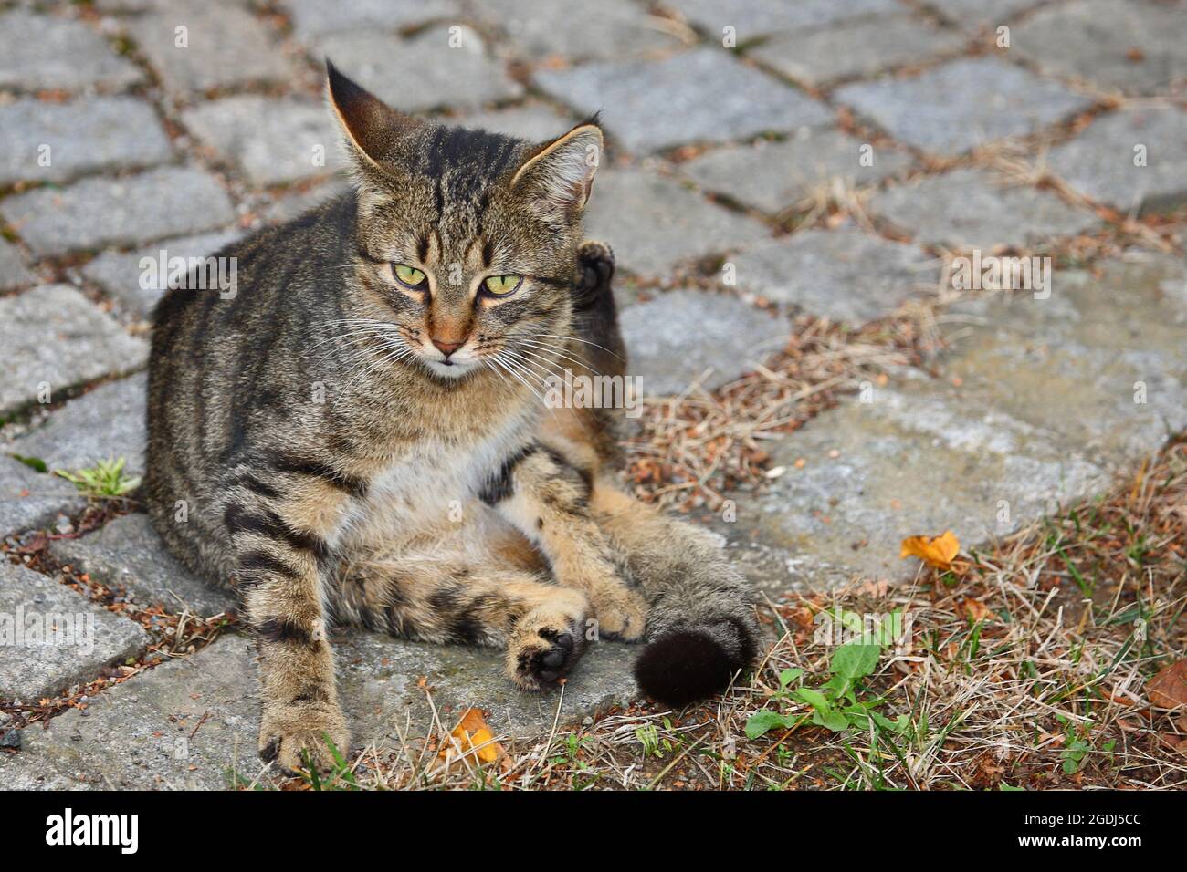 Felis domestica 2025