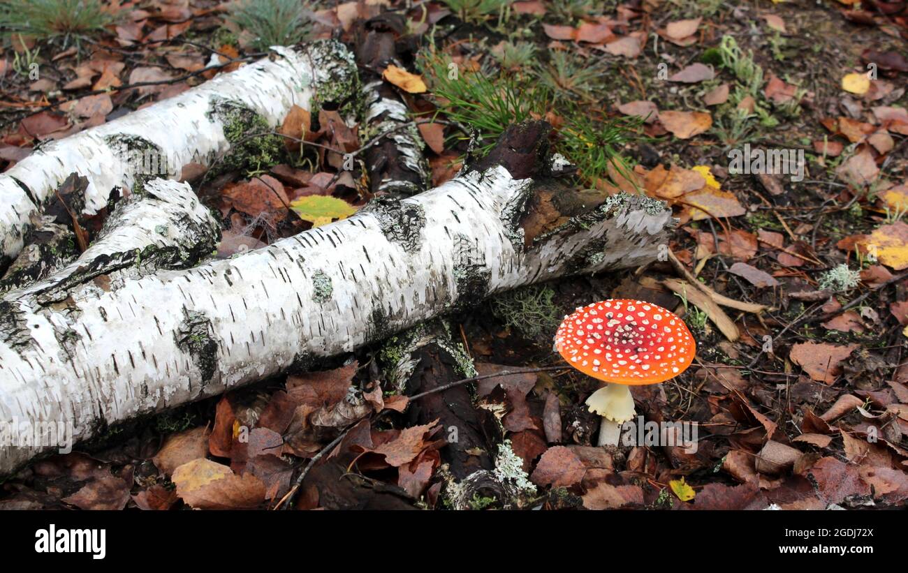 Autumn forest. Amanita muscaria grows in the grass next to a fallen birch tree. A mushroom in a red hat with white dots on a background of fallen leav Stock Photo