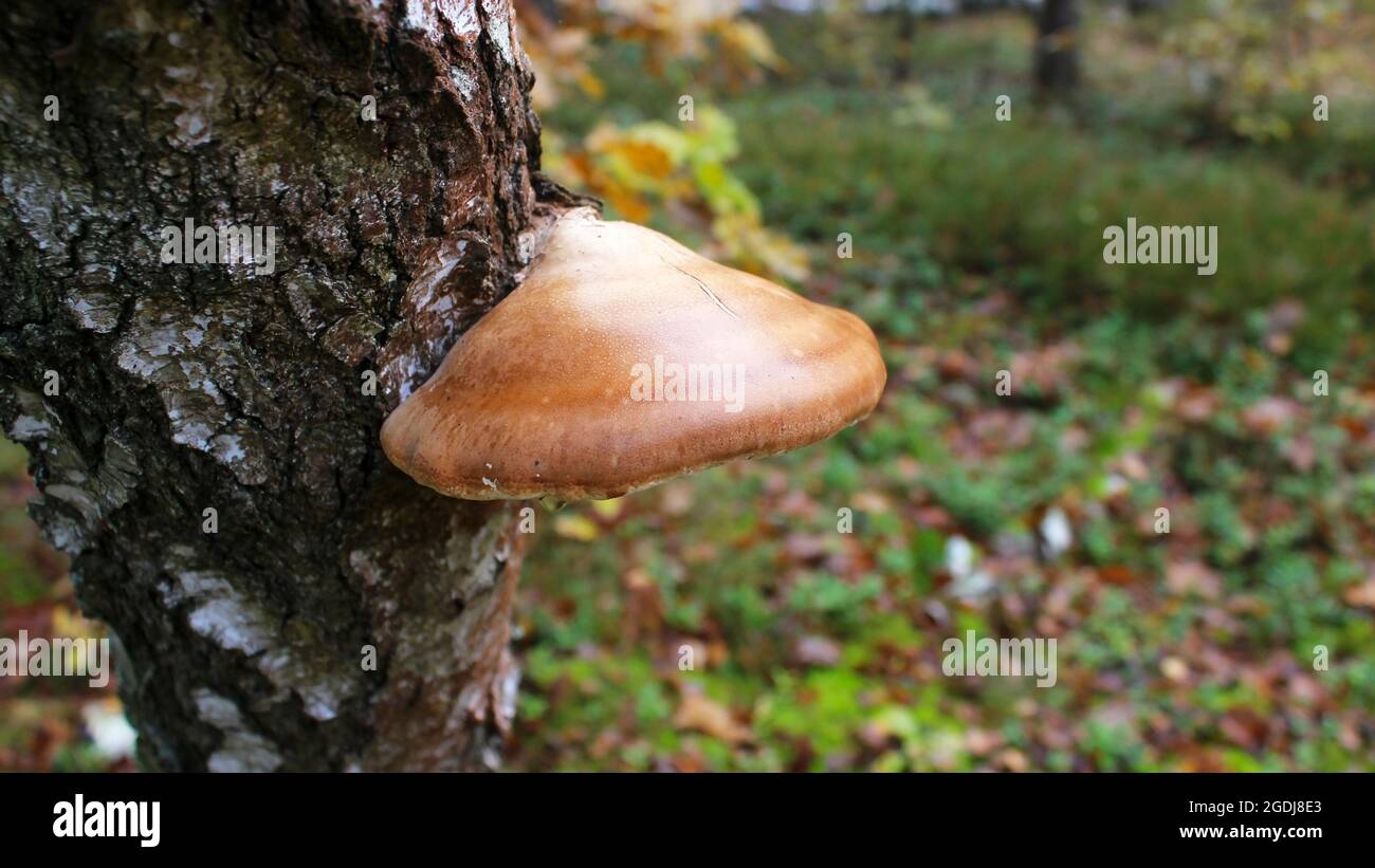 A brown tree fungus growing on the trunk of a birch. Close-up. Stock Photo