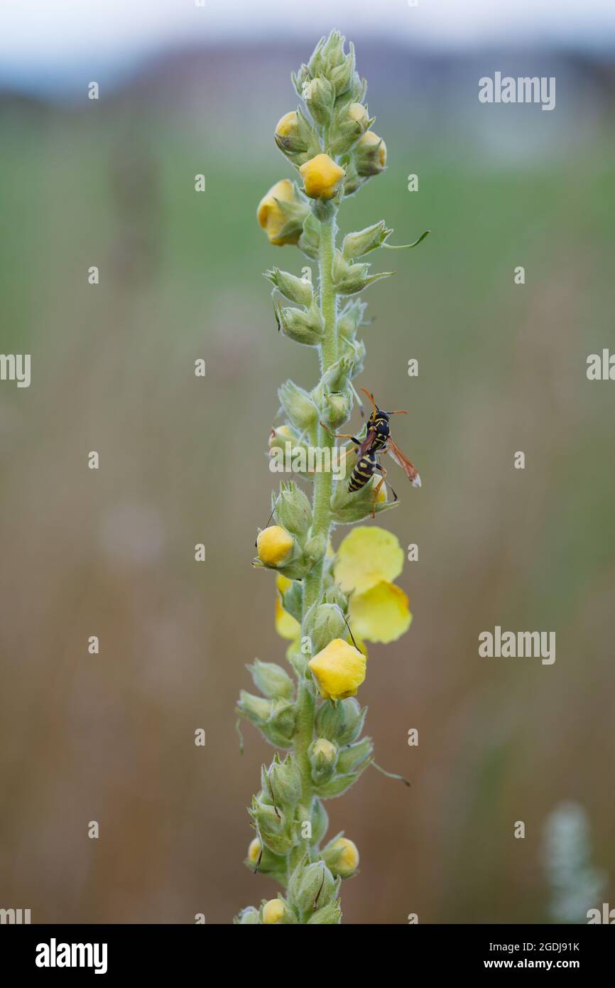 Tall stem of mullein yellow flowers (Verbascum thapsus) with wasp insect in summer meadow in Vaud, Switzerland during summer evening Stock Photo