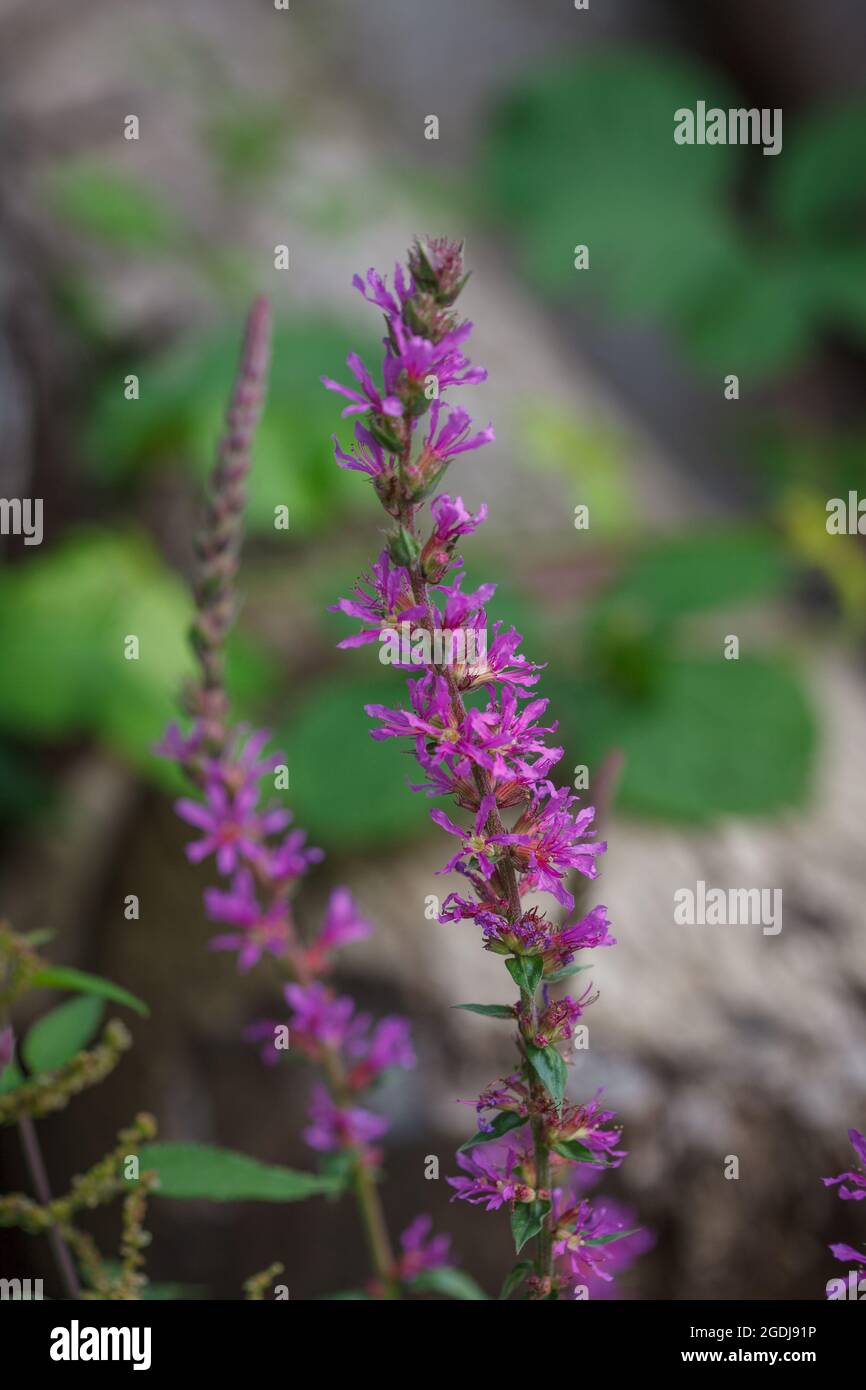 Colourful pretty flowers of Purple loosestrife (Lythrum salicaria) plant growing on road side in natural forest of Vaud, Switzerland in summer season Stock Photo
