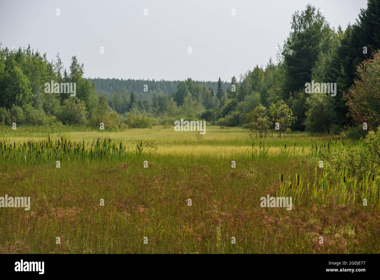 Reeds on a swampy area in tall grass. Stock Photo
