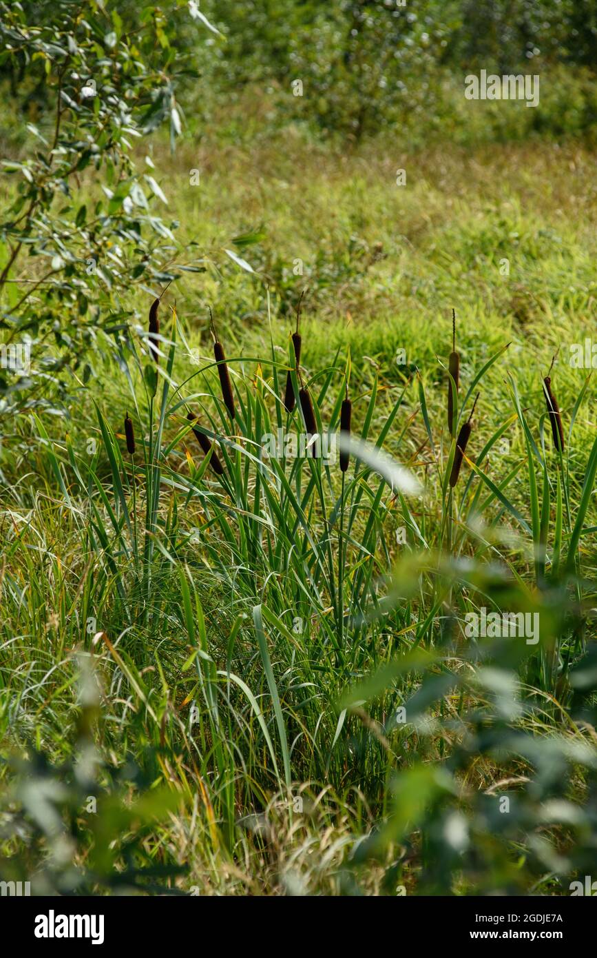 Sedge reed tall wild wetland hi-res stock photography and images - Alamy