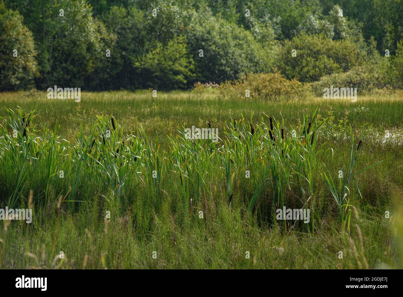 Sedge reed tall wild wetland hi-res stock photography and images - Alamy