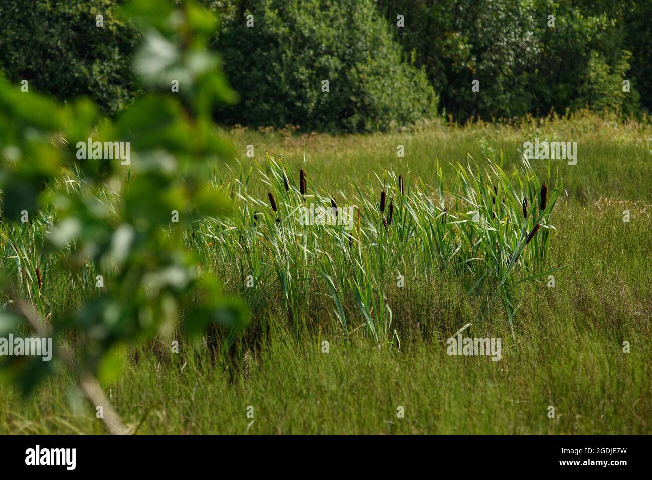Reeds on a swampy area in tall grass. Stock Photo