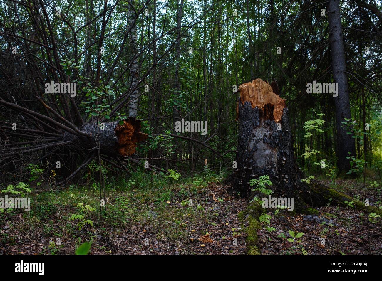 A tree fallen from old age in a dark forest before sunset. Stock Photo