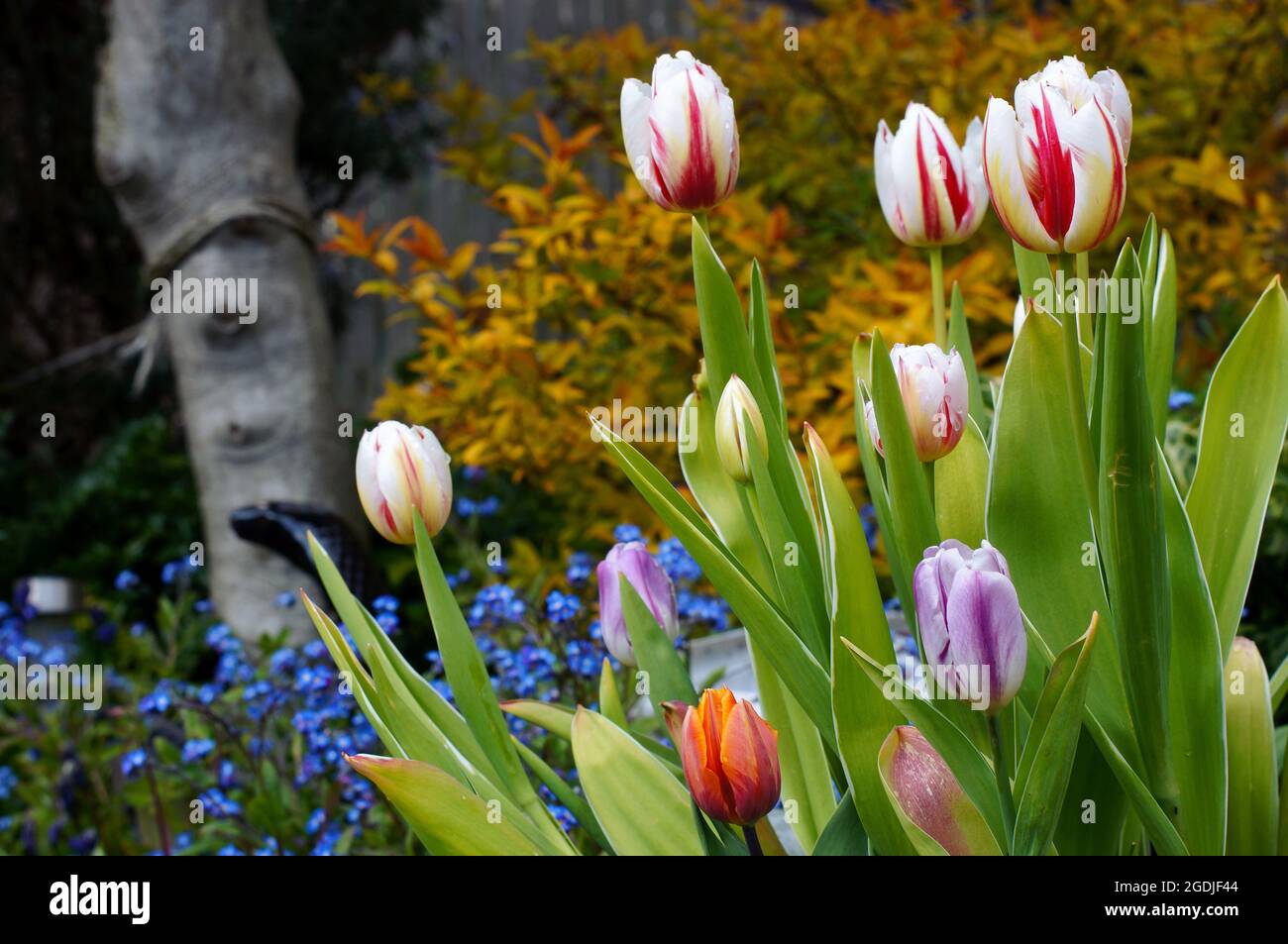 Different coloured tulips ,Tulipa, in a flower bed with soft-focus natural background Stock Photo