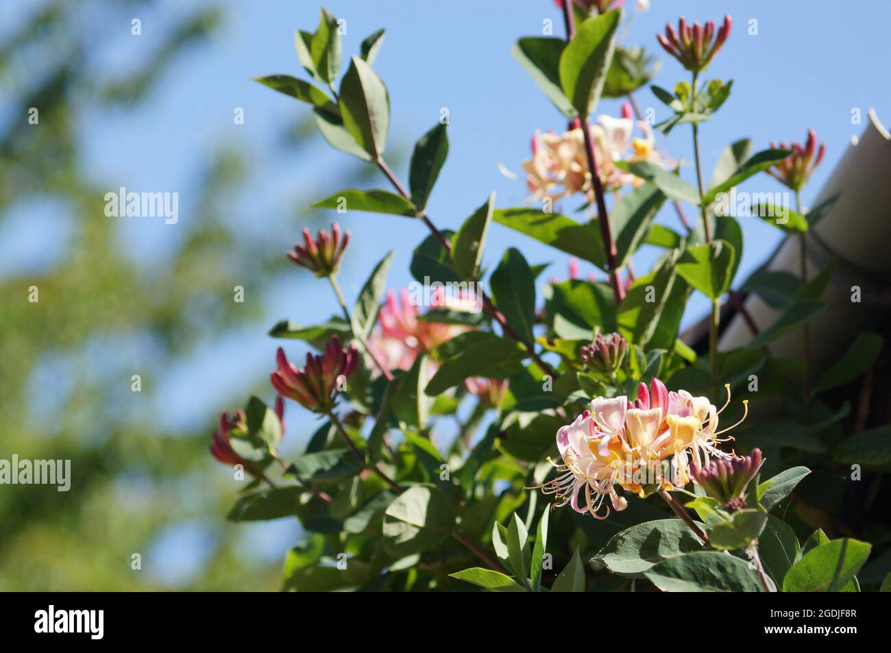 Pink Honeysuckle &lsquo;Lonicera &rsquo; flowers on a bush with soft focus blue sky