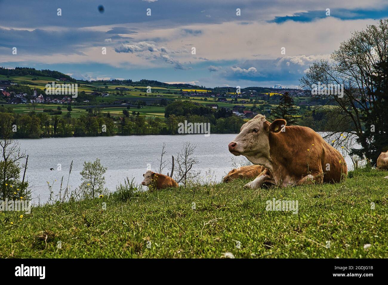 Shot of the brown cows resting on grass in their natural rural ...