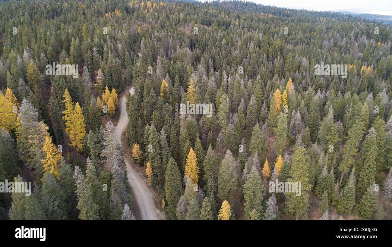 High view green forest hi-res stock photography and images - Alamy