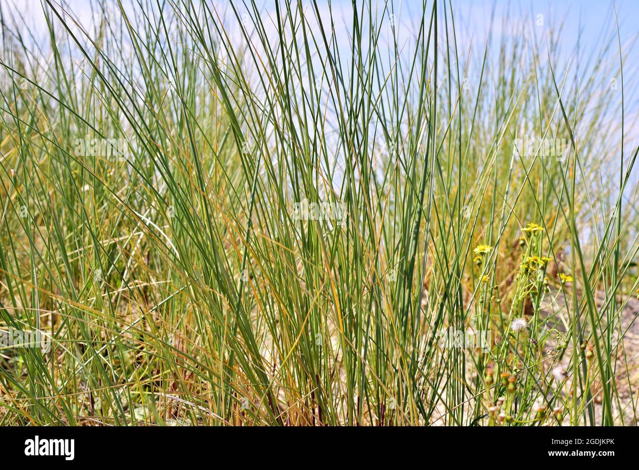 Green grasses at the beach as a close up Stock Photo