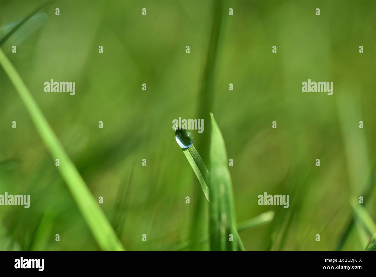 Dew drop on blade of grass against a green blurred background Stock Photo