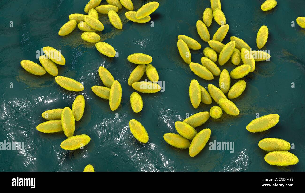 Brucella bacteria, illustration Stock Photo