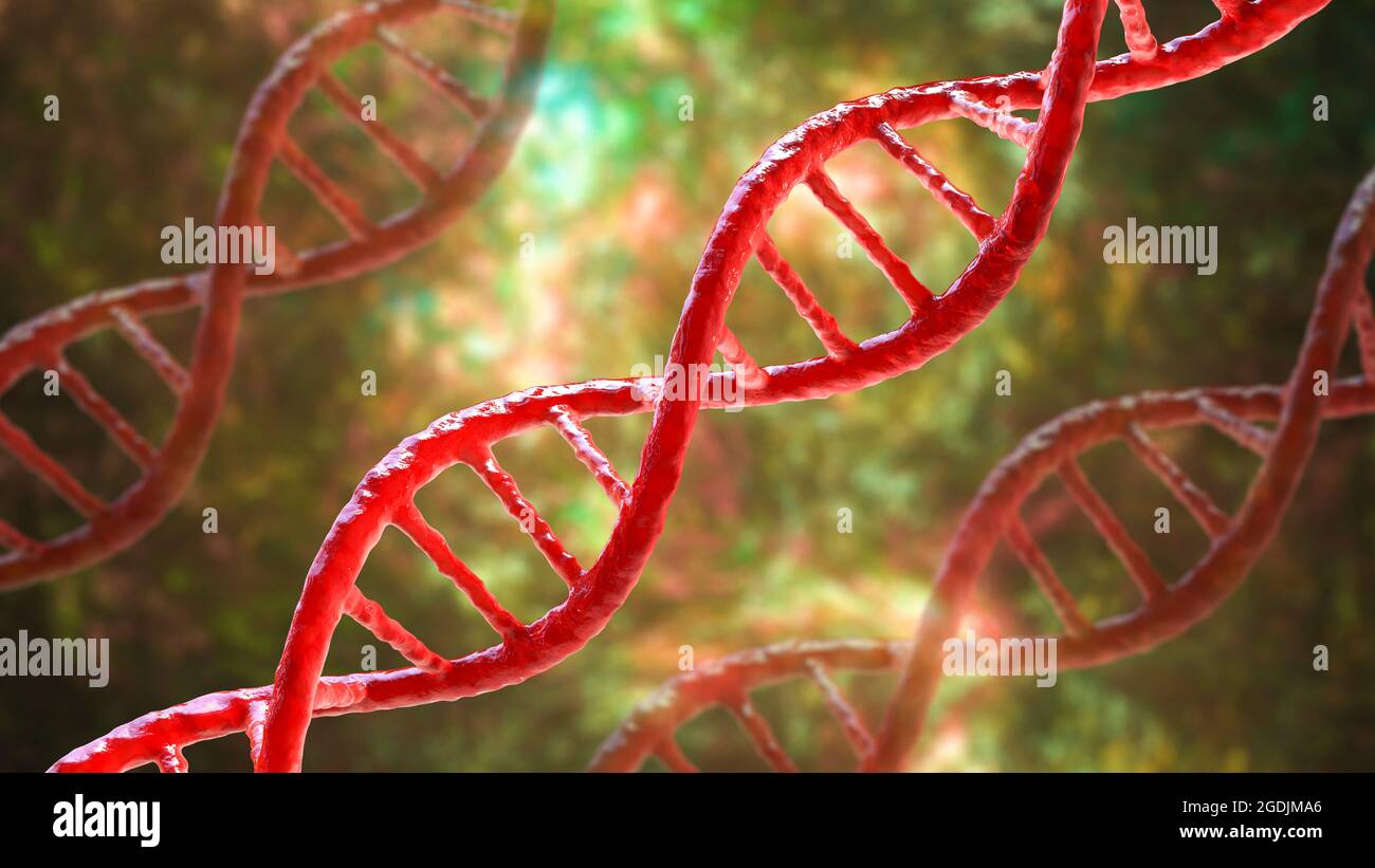 DNA molecule, illustration Stock Photo