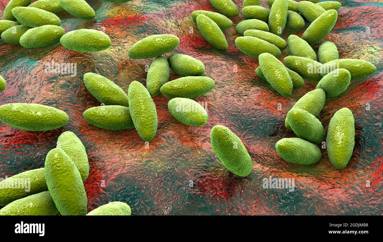 Brucella bacteria, illustration Stock Photo