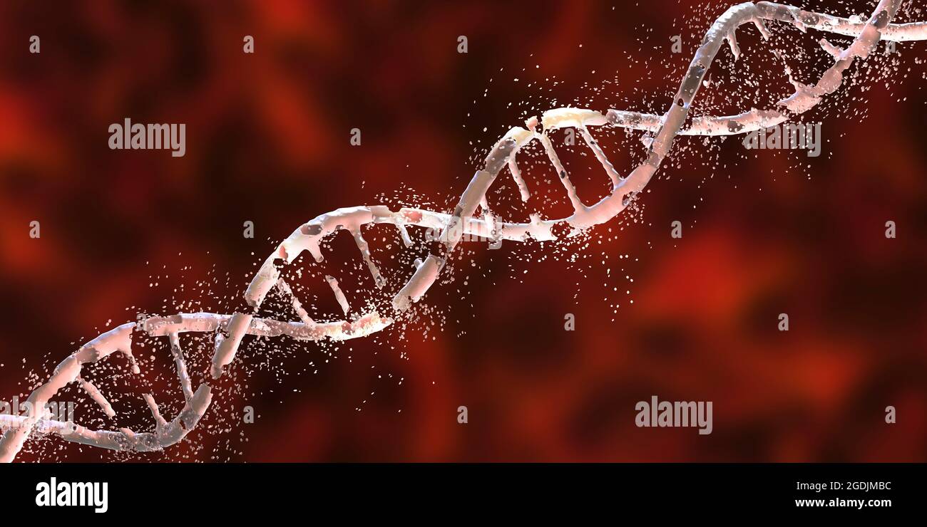 DNA damage, conceptual illustration Stock Photo